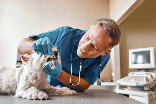 Best Emergency Tooth Extraction in Elfers, FL