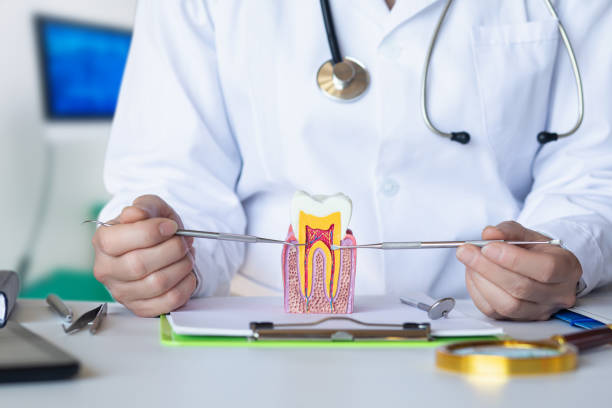 Best Walk-In Emergency Dentist in Elfers, FL